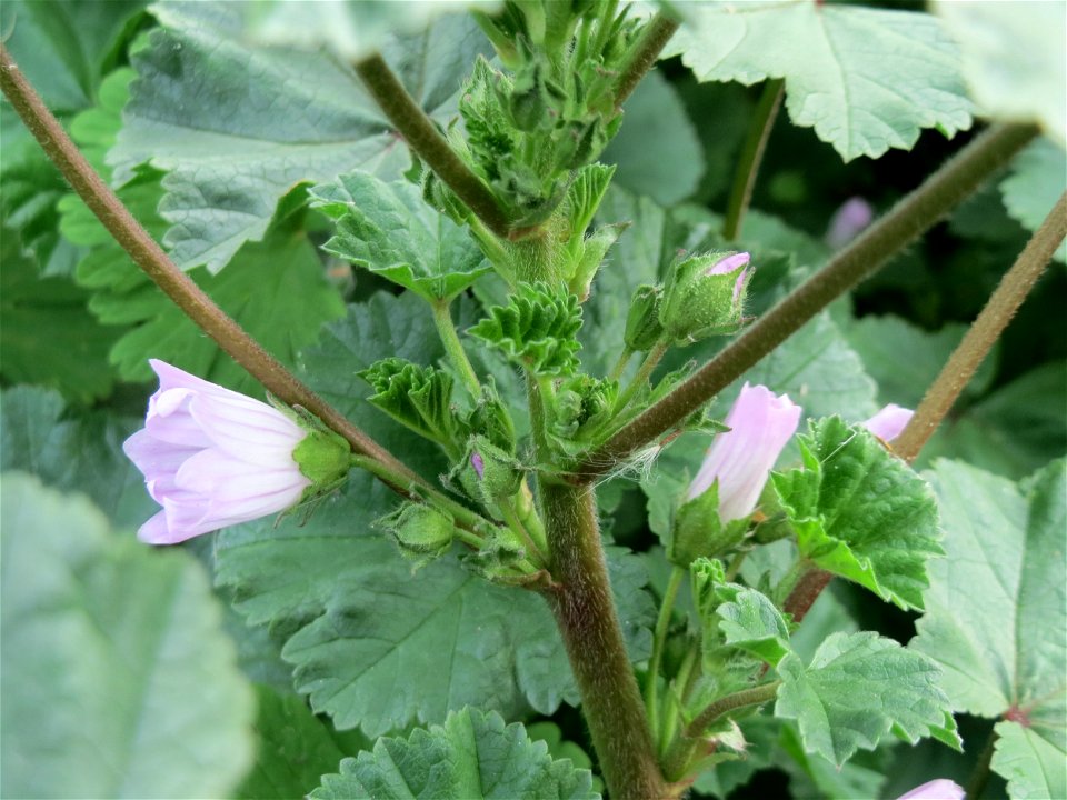ungewöhnlich hoch gewachsene Weg-Malve (Malva neglecta) bei Hockenheim