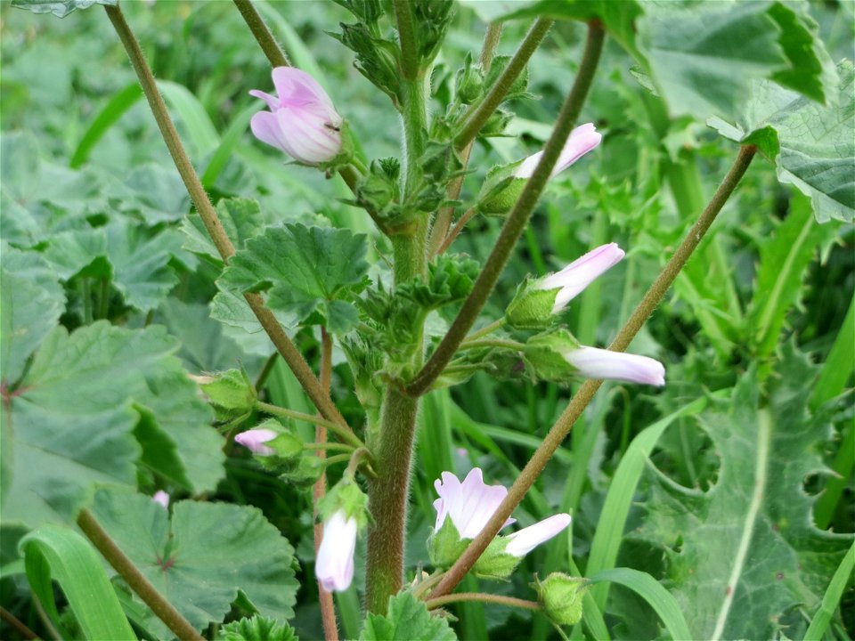 ungewöhnlich hoch gewachsene Weg-Malve (Malva neglecta) bei Hockenheim
