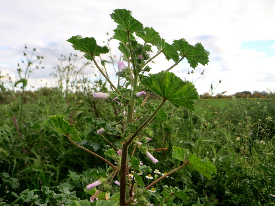 ungewöhnlich hoch gewachsene Weg-Malve (Malva neglecta) bei Hockenheim
