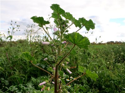 ungewöhnlich hoch gewachsene Weg-Malve (Malva neglecta) bei Hockenheim photo