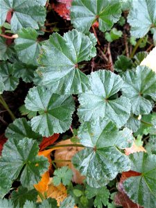 Grundblätter der Weg-Malve (Malva neglecta) in der Berlinallee in Hockenheim photo