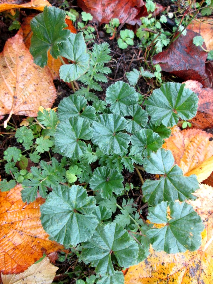 Grundblätter der Weg-Malve (Malva neglecta) in der Berlinallee in Hockenheim