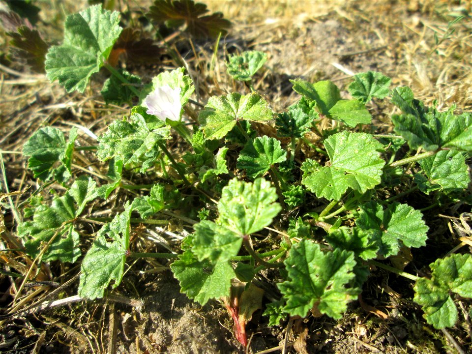 Weg-Malve (Malva neglecta) im Landschaftsschutzgebiet „Hockenheimer Rheinbogen“
