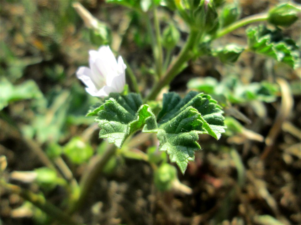 Weg-Malve (Malva neglecta) im Landschaftsschutzgebiet „Hockenheimer Rheinbogen“