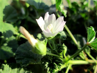 Weg-Malve (Malva neglecta) am Zähringer Kanal in Schwetzingen