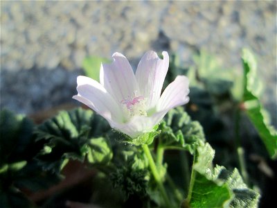 Weg-Malve (Malva neglecta) am Zähringer Kanal in Schwetzingen
