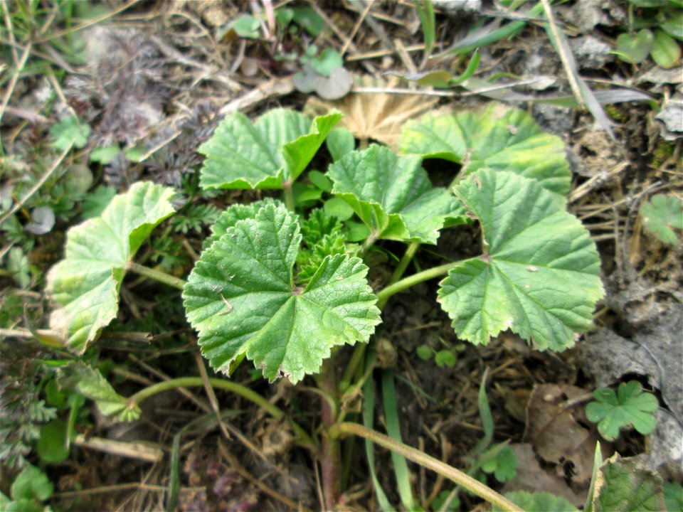 Grundblätter der Weg-Malve (Malva neglecta) auf einer Reptilien- und Insekten-Schutzfläche bei Oftersheim