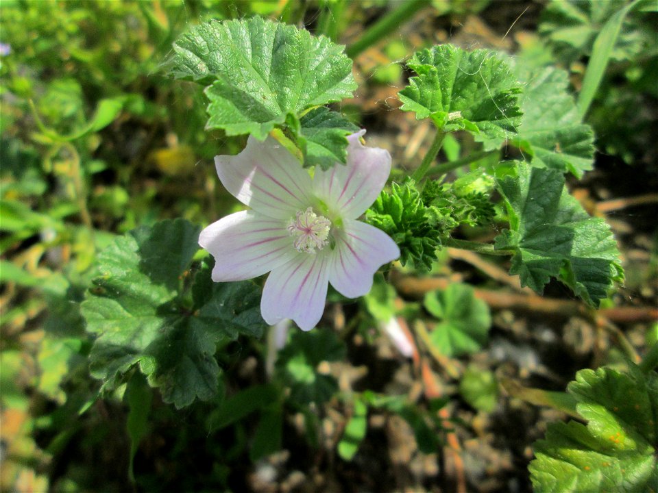 Weg-Malve (Malva neglecta) am Kraichbach am Rand vom Landschaftsschutzgebiet „Hockenheimer Rheinbogen“