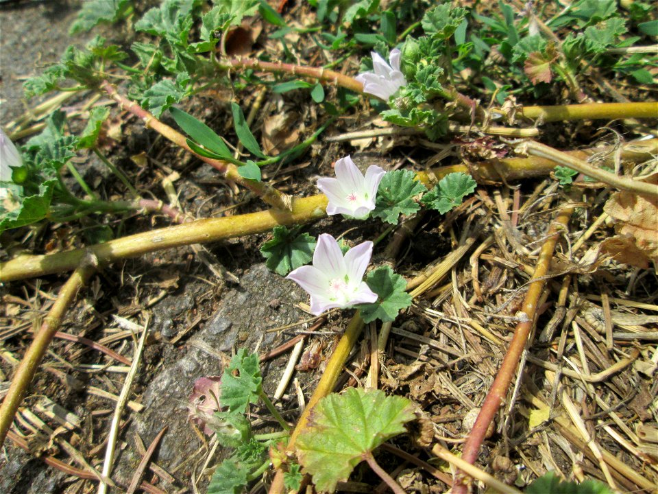 Weg-Malve (Malva neglecta) in Brebach-Fechingen
