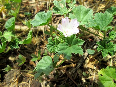 Weg-Malve (Malva neglecta) in Brebach-Fechingen photo