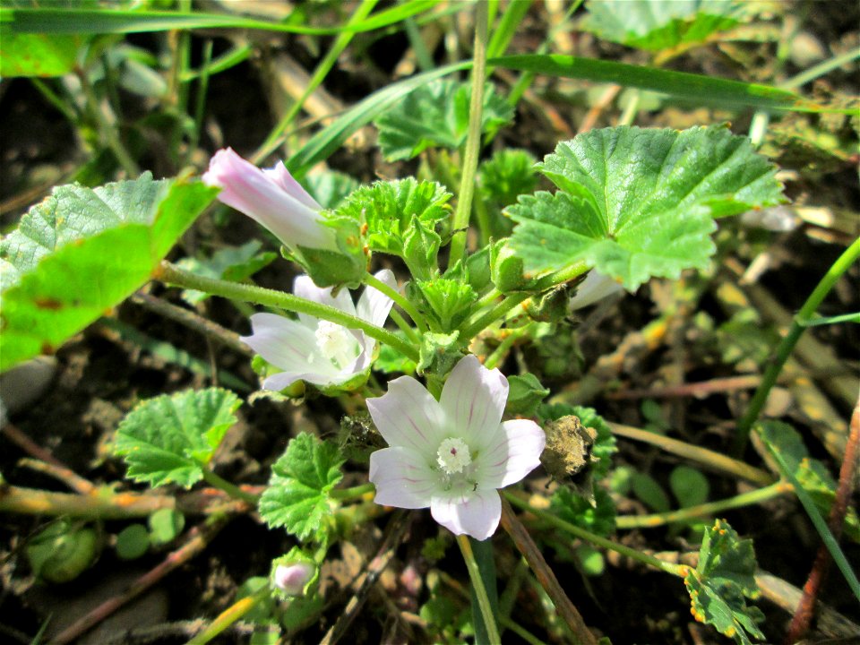 Weg-Malve (Malva neglecta) auf einer Ackerbrache an der Saaraue Grosbliederstroff