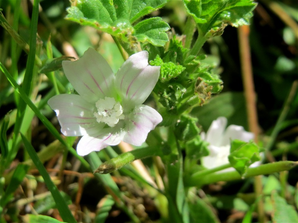 Weg-Malve (Malva neglecta) in Partenheim