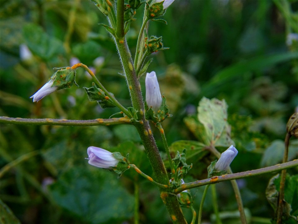 dwarf mallow (Malva neglecta)