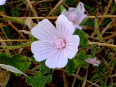 Malva neglecta flowers close up, Piedrabuena, Campo de Calatrava, Spain photo