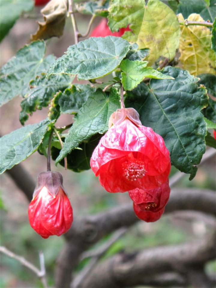 Abutilon striatum — in the garden of Val-Rameh in Menton (Alpes-Maritimes, France)