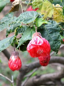 Abutilon striatum — in the garden of Val-Rameh in Menton (Alpes-Maritimes, France) photo