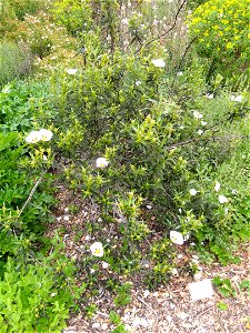 Cistus ladanifer specimen in the University of California Botanical Garden, Berkeley, California, USA. photo