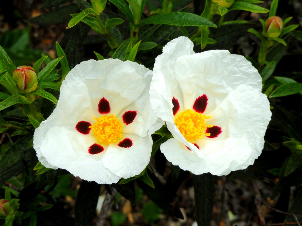 Cistus ladanifer specimen in the University of California Botanical Garden, Berkeley, California, USA.