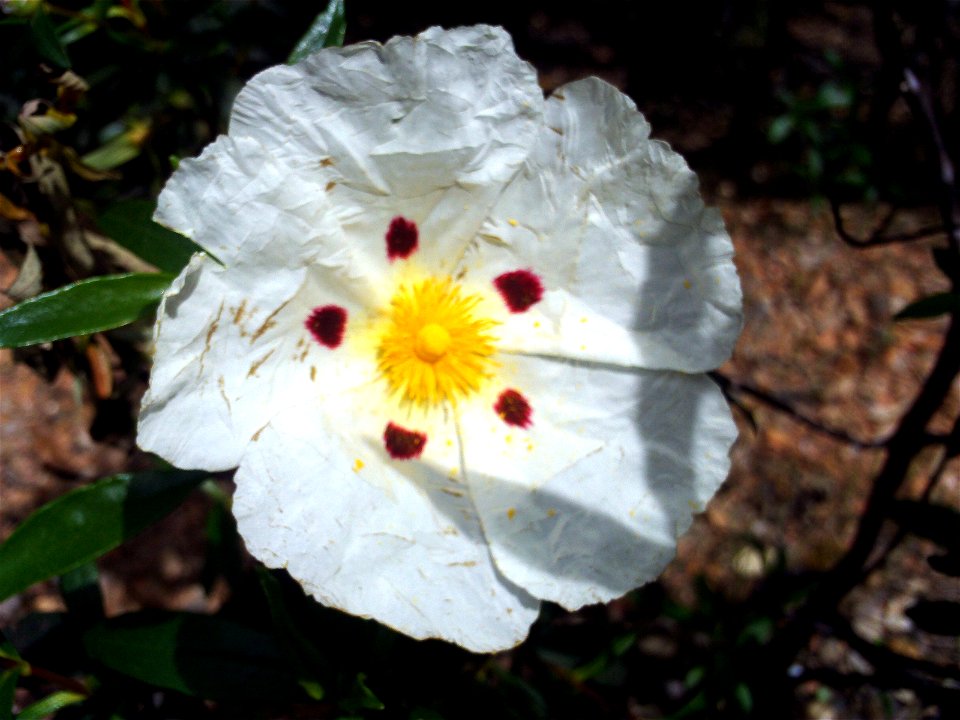 Cistus ladanifer flower close up, Dehesa Boyal de Puertollano, Spain