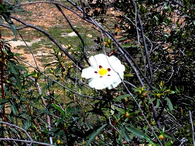 Cistus ladanifer plant, Sierra Madrona, Spain photo