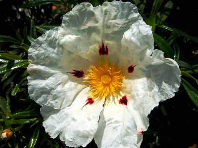Flower of Cistus ladanifer. Cultivated in Real Jardin Botánico Juan Carlos I, Alcalá de Henares, Madrid, Spain.