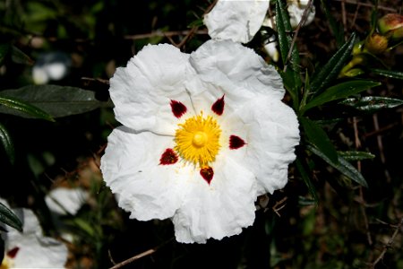 Flor de Esteva (Cistus ladanifer) photo