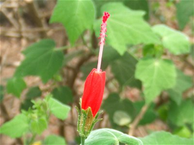 Malvaviscus arboreus var. drummondii, picture taken at the Passiflorahove in Harskamp, The Netherlands