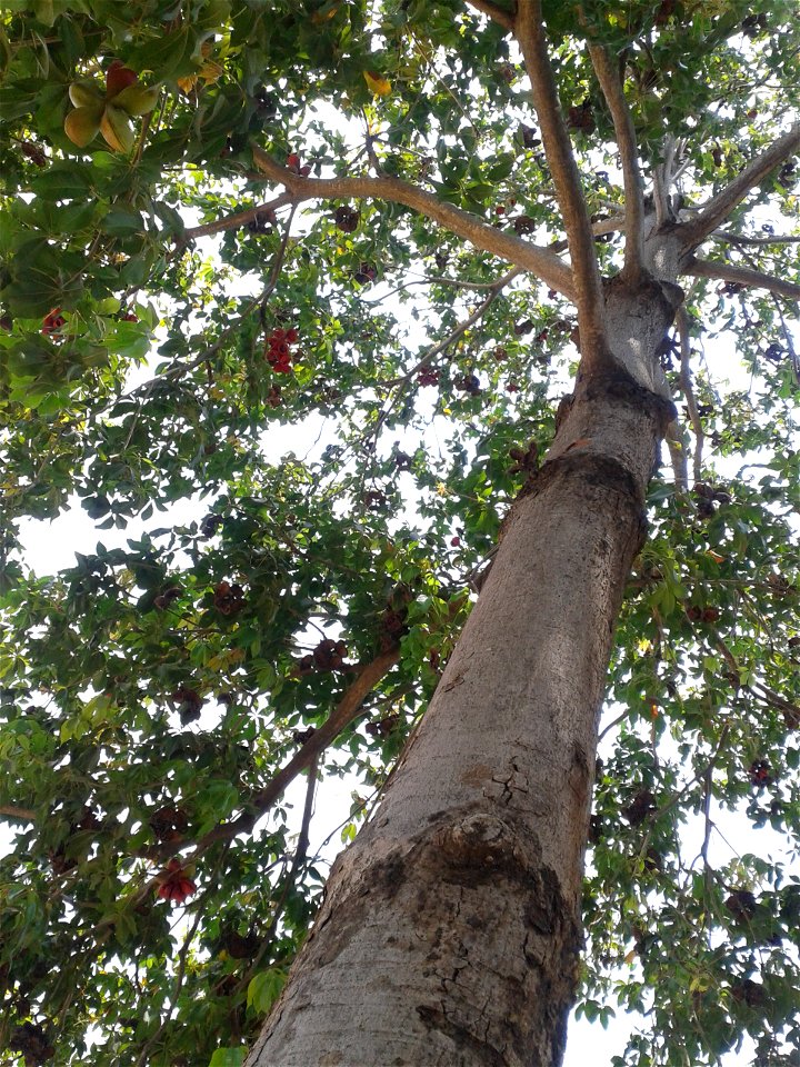 Botanical name -  Sterculia foetida
Common names -  Indian Almond ;  Wild Almond
Tamil:  KATTUP PADHA MARAM  ‘ forest almond’
Hindi  -  Jangli badam  
Gum from bark is used for book binding 