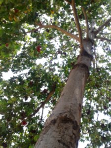Botanical name -  Sterculia foetida
Common names -  Indian Almond ;  Wild Almond
Tamil:  KATTUP PADHA MARAM  ‘ forest almond’
Hindi  -  Jangli badam  
Gum from bark is used for book binding 