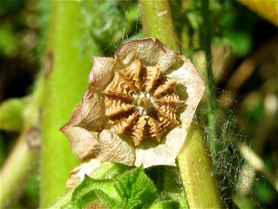 Fruto de Malva parviflora, Barrio de Moratalaz, Madrid, España.
