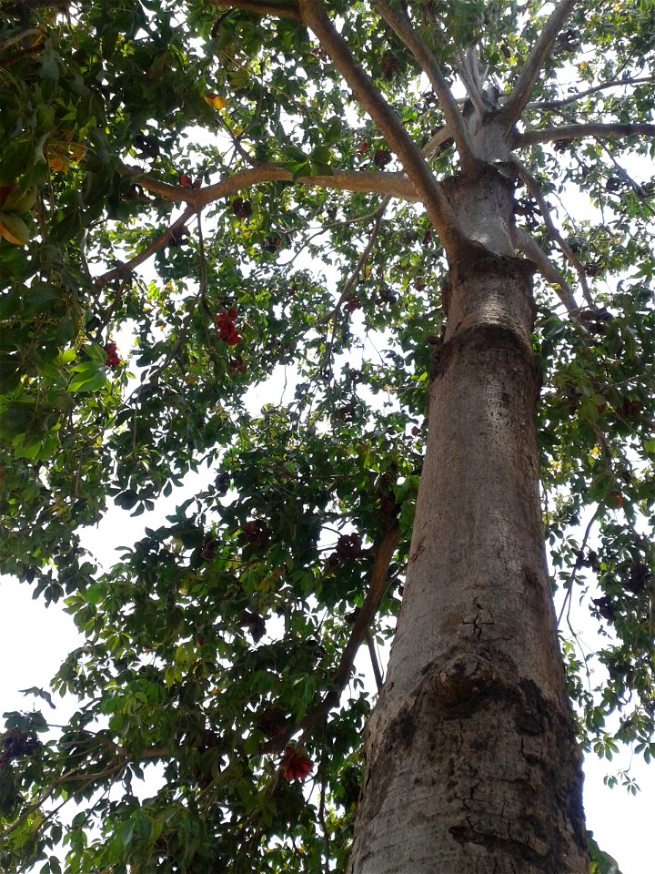 Botanical name -  Sterculia foetida

            Common names -  Indian Almond ;  Wild Almond
          Tamil:  KATTUP PADHA MARAM  ‘ forest almond’
            Hindi  -  Jangli badam  

Gum from
