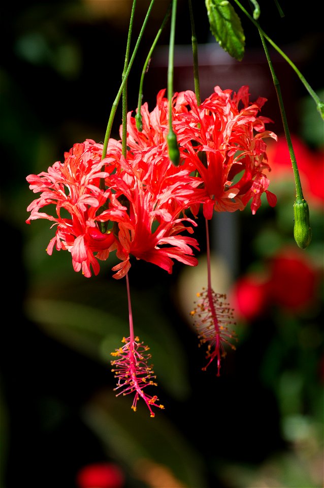 Hibiscus tropical dentelle, Les fleurs sont retombantes, composées de 5 pétales très découpés rouges rosés et à très long pédoncule.