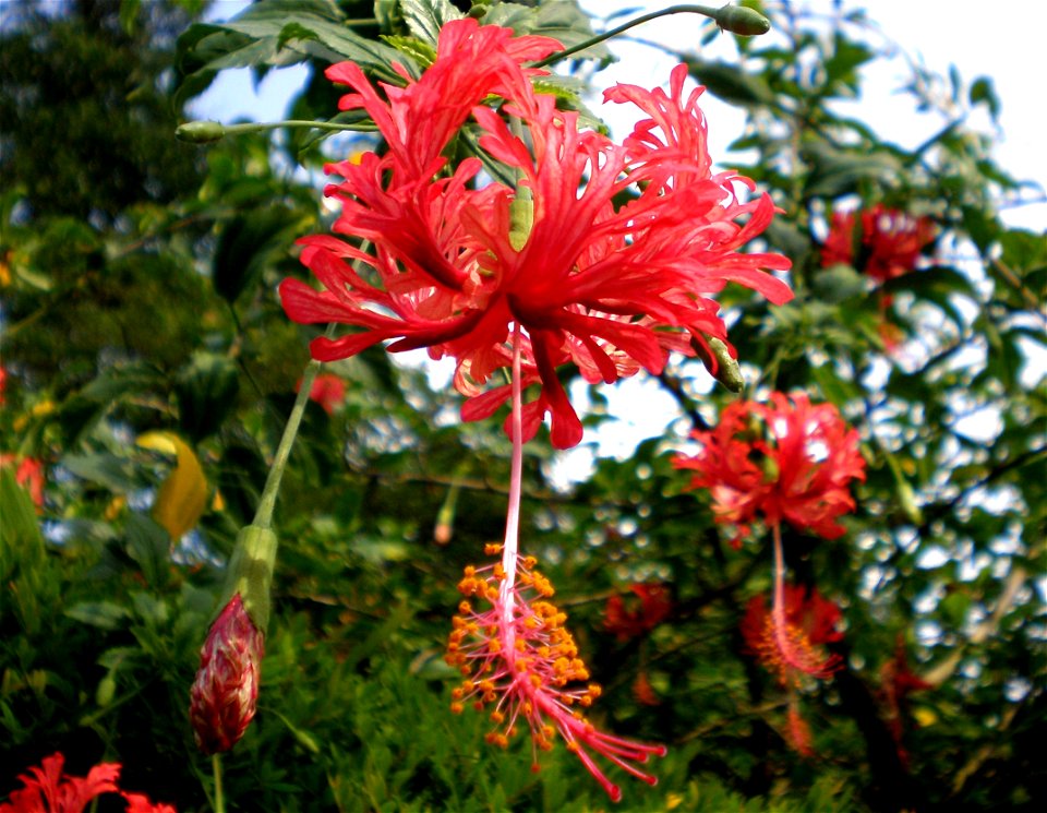 Flowers of Hibiscus schizopetalus (Malvaceae)