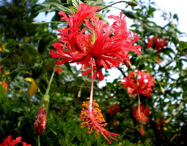 Flowers of Hibiscus schizopetalus (Malvaceae) photo