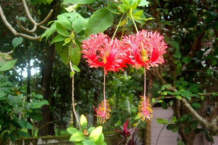 ചെമ്പരത്തി