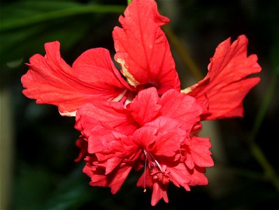 Hibiscus schizopetalus from tropical Eastern Africa photo