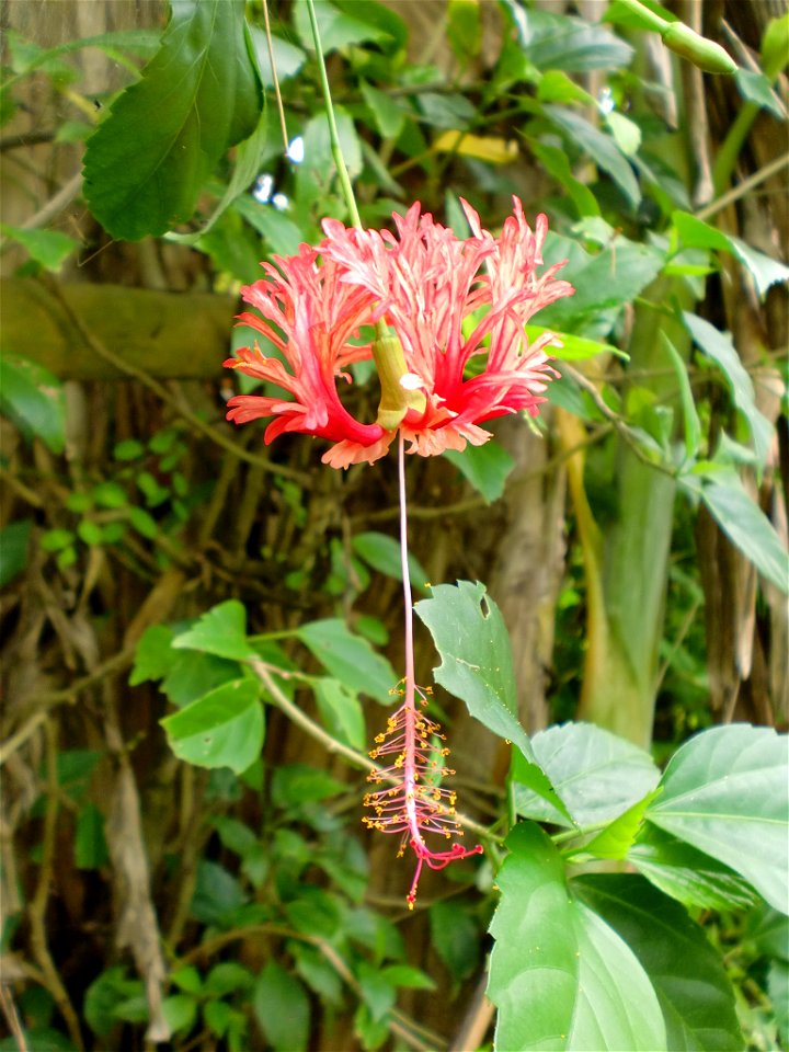 Salah satu spesies Hibiscus dengan mahkota bunga yang seolah tercabik-cabik.