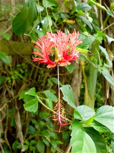 Salah satu spesies Hibiscus dengan mahkota bunga yang seolah tercabik-cabik.