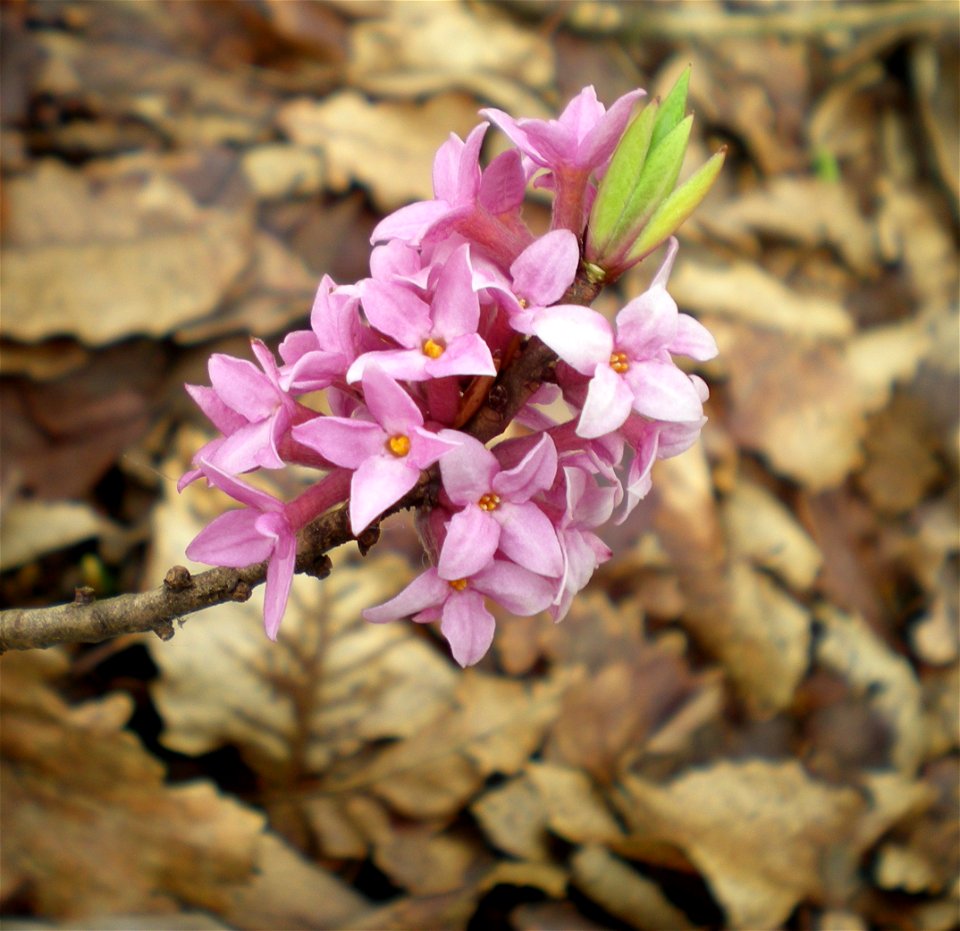 dafne Daphne mezereum, Savona, Italy