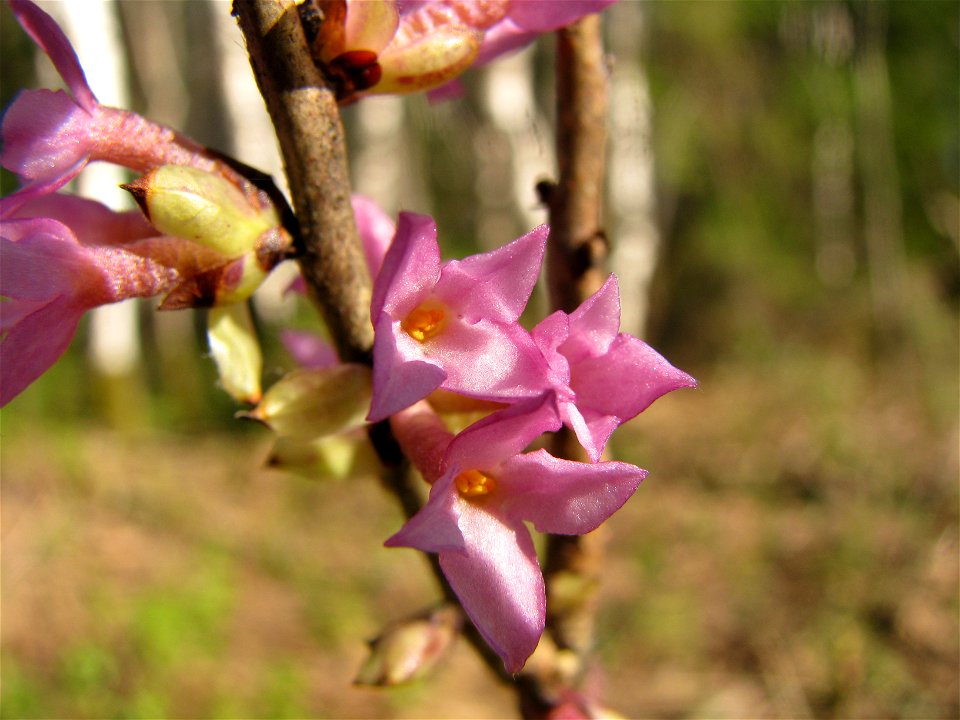 Daphne mezereum. Flowers. Russia, Komi Republic, near Ukhta