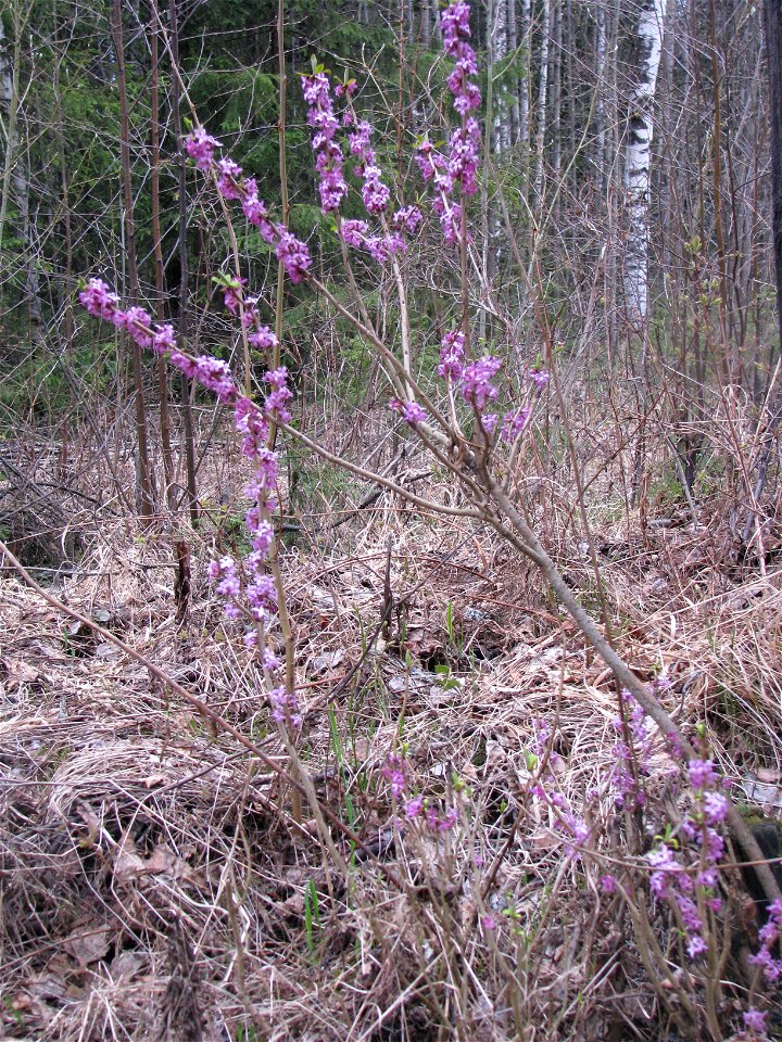 Daphne mezereum. Flowering plants. Russia, Komi Republic, near Ukhta