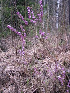 Daphne mezereum. Flowering plants. Russia, Komi Republic, near Ukhta