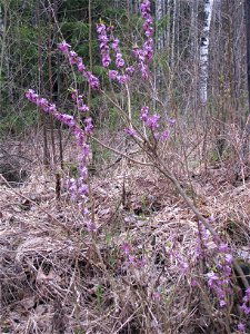 Daphne mezereum. Flowering plants. Russia, Komi Republic, near Ukhta photo