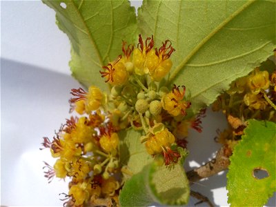 Botanical name: Guazuma ulmifolia Common names: Bastard cedar; Pigeon wood Fruits have cherry flavor ; Wood is utilized for interior carpentry, tool handles and charcoal. As per researc photo