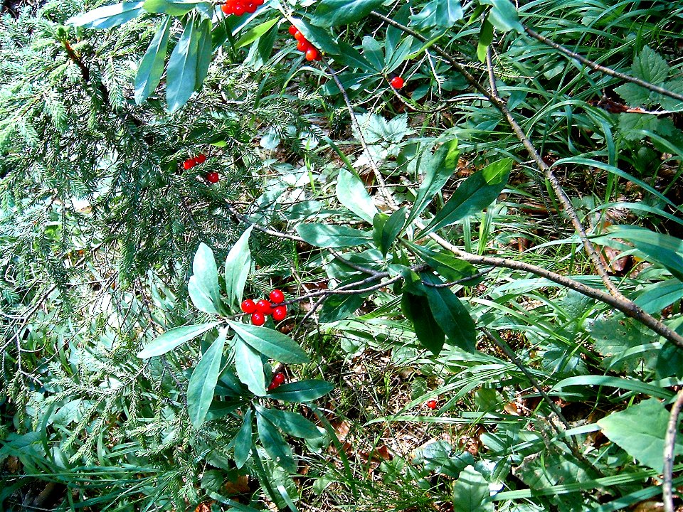 Daphne mezereum,fruting plant, poisonous plant, Europe, Slovakia, mountains, Malá Fatra