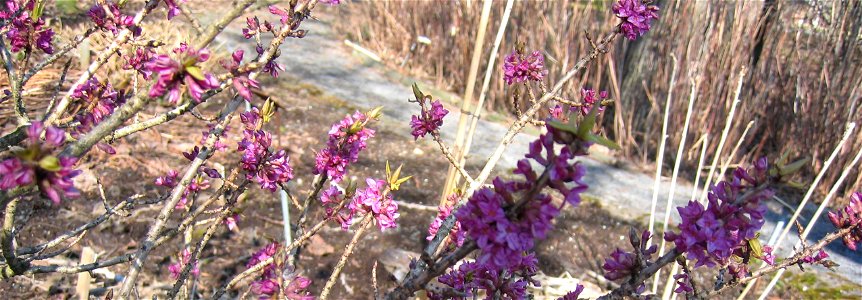 Daphne mezereum in bloom in the botanical garden in Reykjavik, Iceland