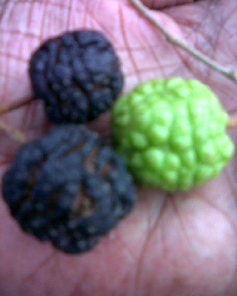 Botanical name: Guazuma ulmifolia   
Common names:  Bastard cedar; Pigeon wood  
Fruits have  cherry flavor ; Wood  is utilized for  interior carpentry,  tool handles and charcoal. As per researc