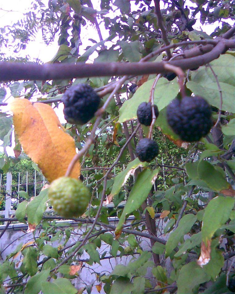 Botanical name: Guazuma ulmifolia   
Common names:  Bastard cedar; Pigeon wood  
Fruits have  cherry flavor ; Wood  is utilized for  interior carpentry,  tool handles and charcoal. As per researc