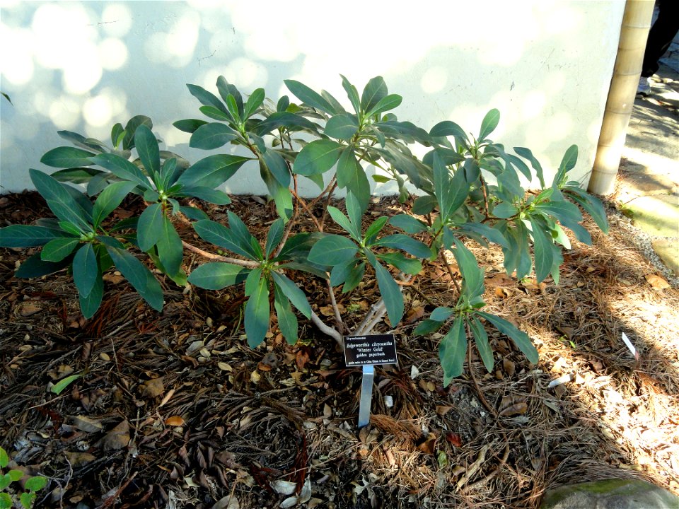 Edgeworthia chrysantha 'Winter Gold' specimen in the J. C. Raulston Arboretum (North Carolina State University), 4415 Beryl Road, Raleigh, North Carolina, USA.