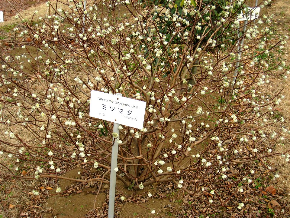 Edgeworthia chrysantha in winter, Koishikawa Botanical Gardens, Tokyo, Japan.